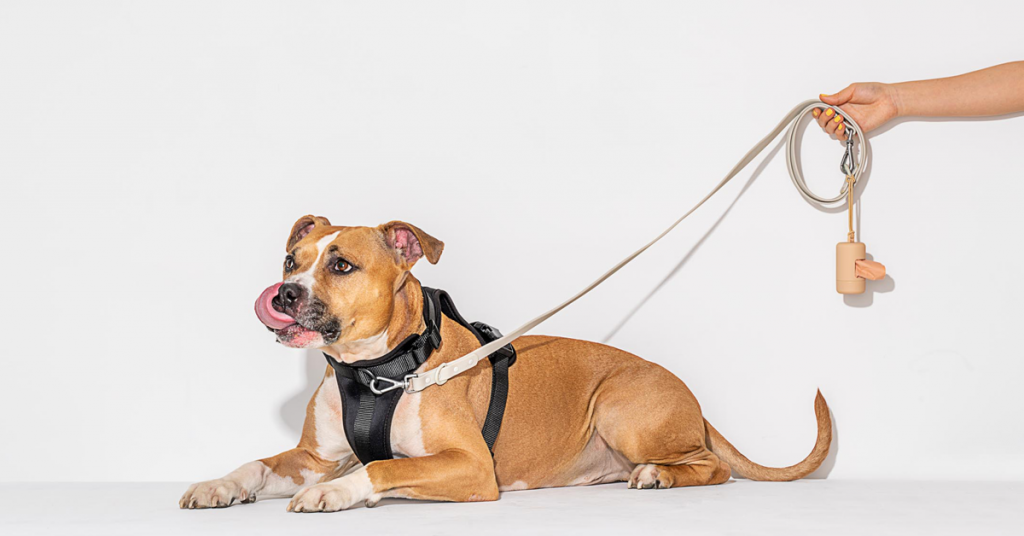 picture of a dog